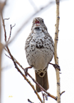 Fox Sparrow slate colored